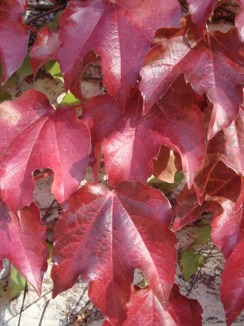 Parthenocissus tricuspidata feuille automne
